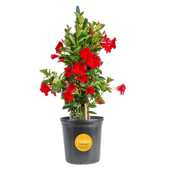 Grower's Choice Outdoor Vining Mandevilla Trellis in 9.25 in. Grower Pot, Avg. Shipping Height 2-3 ft. Tall