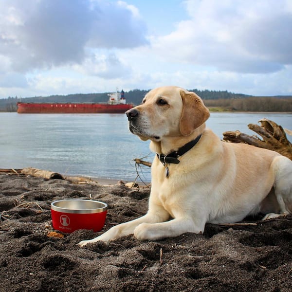 Lucky Dog Indulge Series 40 Red Metal Dog Bowl, Non-Slip