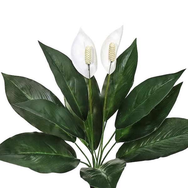 are snake plants drought tolerant Sansevieria zeylanica