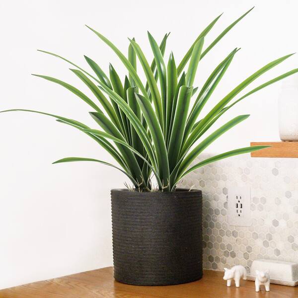 LIVING LUXURY 17.5 in. Variegated Artificial Cymbidium Orchid Leaf Stem Plant Greenery Foliage Bush (Set of 2)