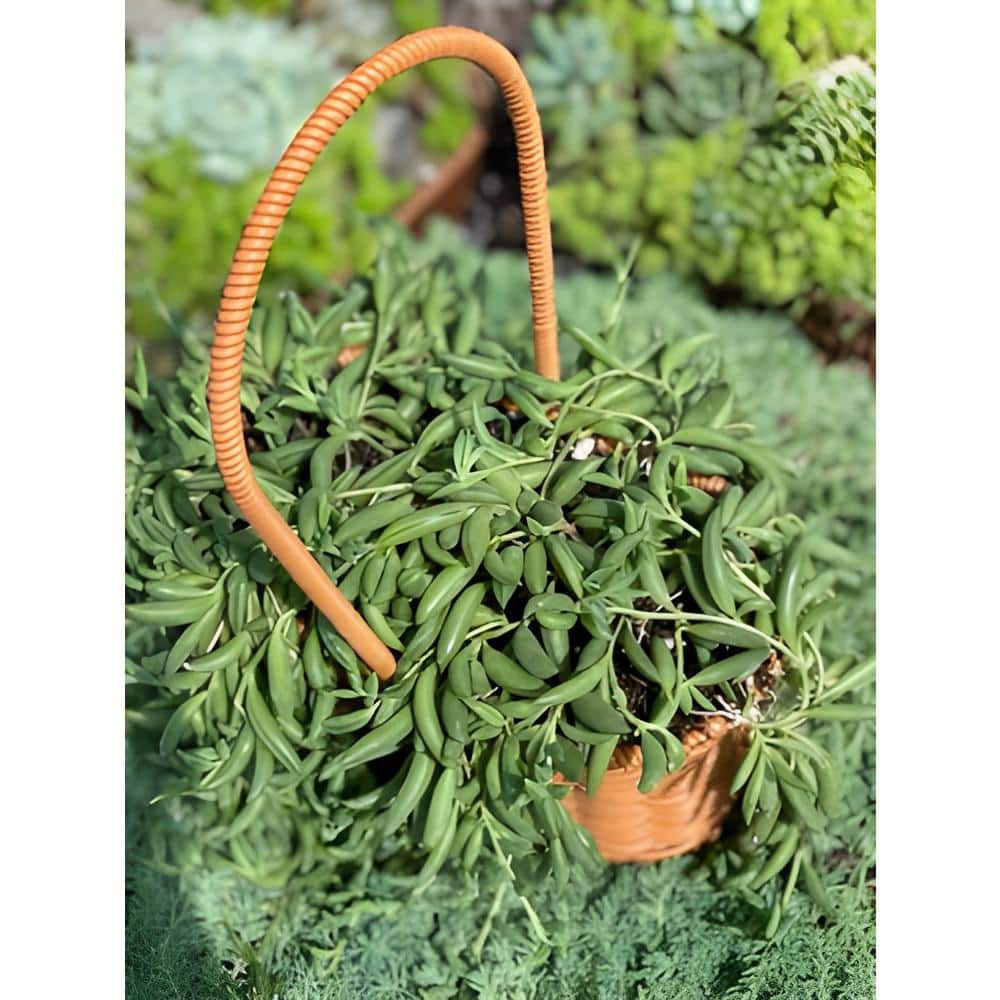 Sudzendf Senecio Radicans - String of Bananas Hanging Succulent