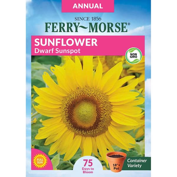 Sunflower Dwarf Sunspot Flower Seed