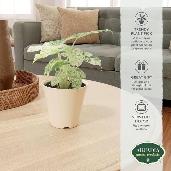 Arcadia Garden Products 4 in. Alocasia Odora Batik Plant in Beige