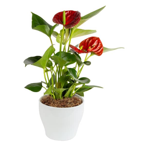 Costa Farms Blooming Anthurium Plant in 4 in. White Ceramic Pot