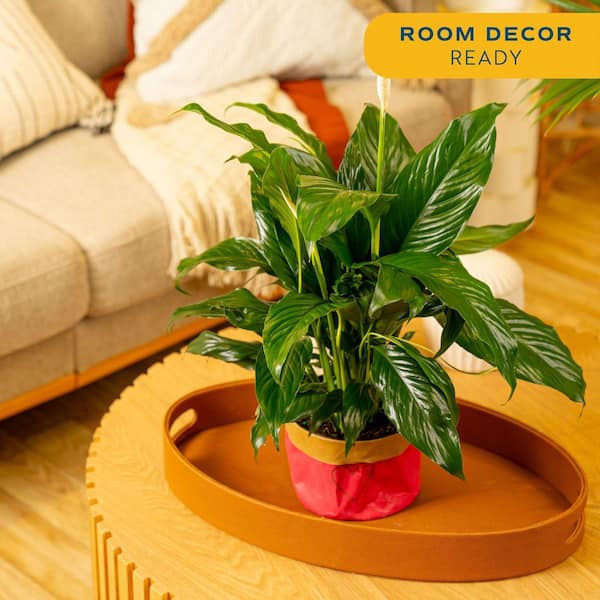 Have a question about Costa Farms 6 in. Spathiphyllum Peace Lily