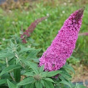 2 Gal. Pugster Pinker Butterfly Bush (Buddleia) Live Flowering Shrub with Pink Flowers