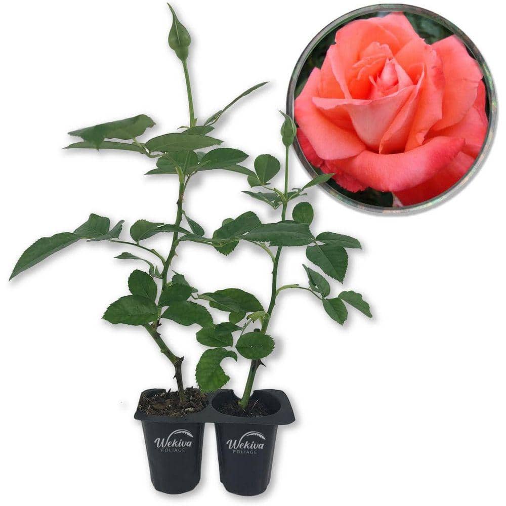Wekiva Foliage Cary Grant Rose Bush - 2 Live Starter Plants in 2
