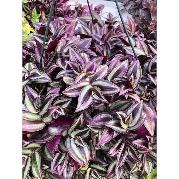 Unbranded Tradescantia Nanouk Live Plant Flower Basket, House Plant Decor for Garden and Balcony (3-Pack)