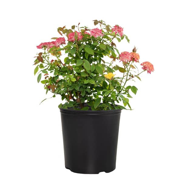 national PLANT NETWORK 2 Gallon Rainbow Miniflora Rose with Bicolor Blooms