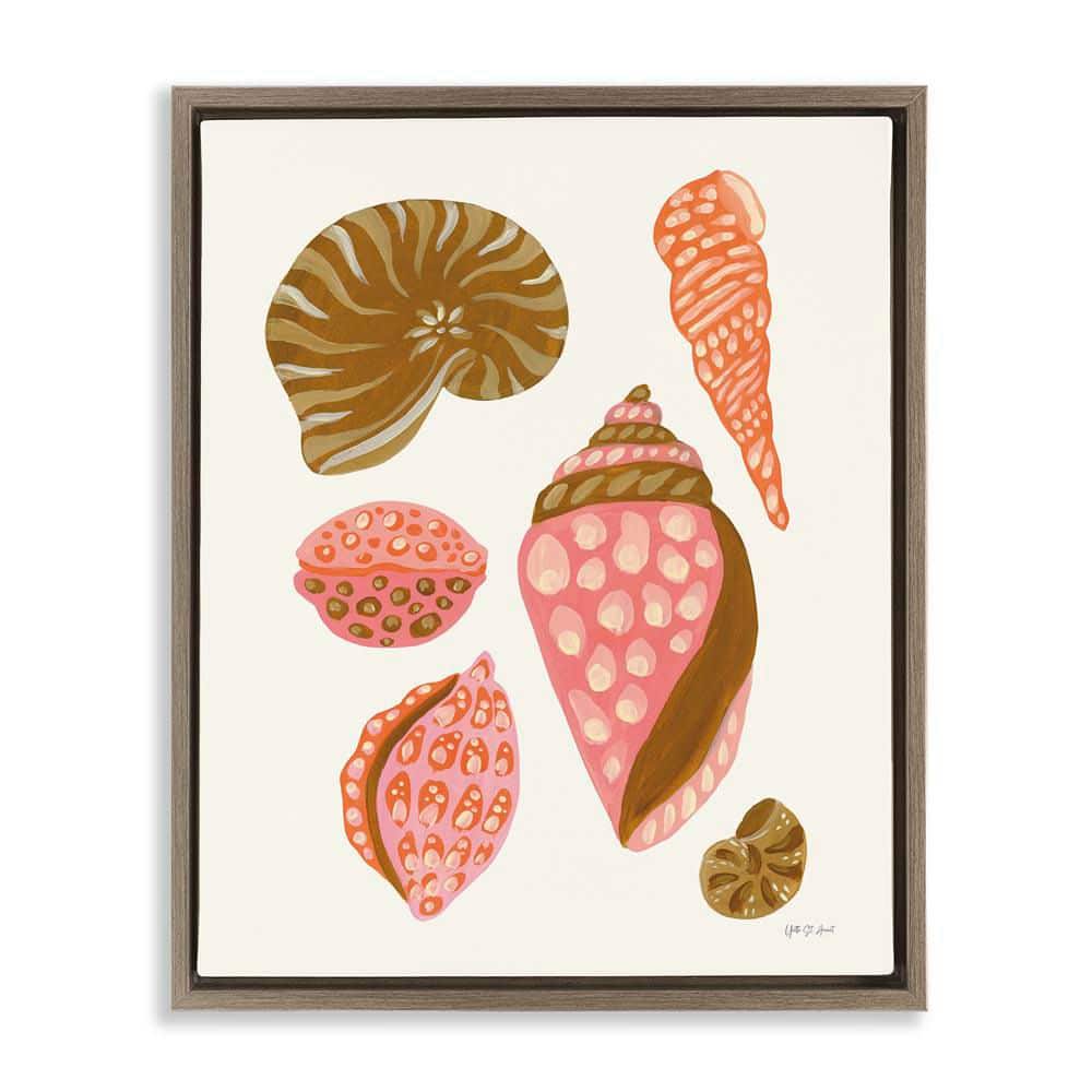 Tropical Shell Collection by Yvette St. Amant Brown Floater Frame Coastal Graphic Art Print 21 in. x 17 in. price history on PriceWatchPro