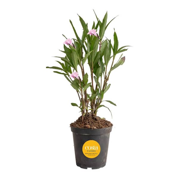 Costa Farms Outdoor Ruellia Bush Plant in 2.5 qt. Grower Pot, Avg. Shipping Height 1-2 ft. Tall