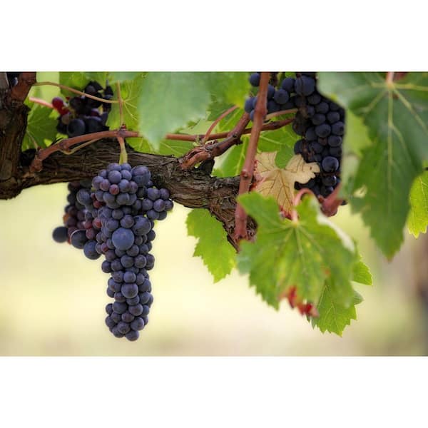 Cottage Gardens 1 Gal. Vitis Grape Vanessa Shrub