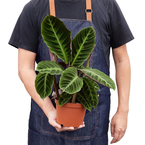 PPC INTERNATIONAL LLC Warscewiczii Calathea Plant in 6 in. Grower Pot  6_CALATHEA_WARSCEWICZII - The Home Depot