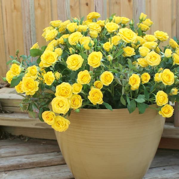 national PLANT NETWORK 4 in. Rise and Shine Mini Roses with Yellow Flowers (3-Piece)