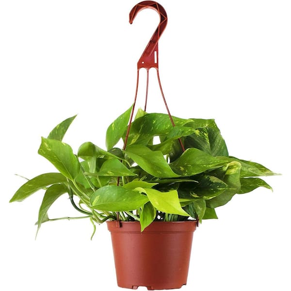 Shop Succulents Pothos Live Indoor Plant, Easy Care Air Purifying Hanging Houseplant in 6 in. Grower Pot with Hanger