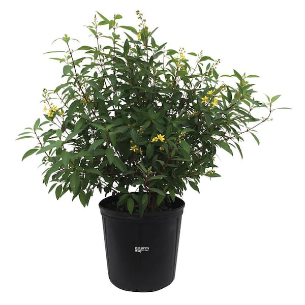 NATURE'S WAY FARMS Thryallis Live Outdoor Plant in Growers Pot Avg Shipping Height 2 ft. to 3 ft. Tall