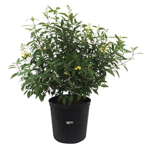 Thryallis Live Outdoor Plant in Growers Pot Avg Shipping Height 2 ft. to 3 ft. Tall