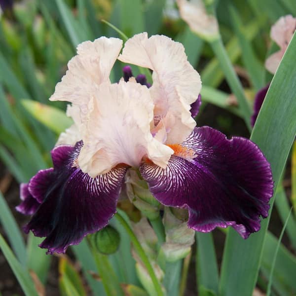 Wench Bearded Iris White/Pink Flowers Live Bareroot Plant (1-Pack)