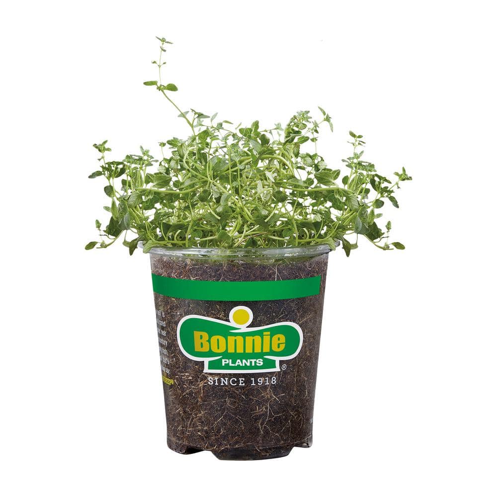 Bonnie Plants 19 oz. English Thyme Herb Plant 1003800625 - The Home Depot