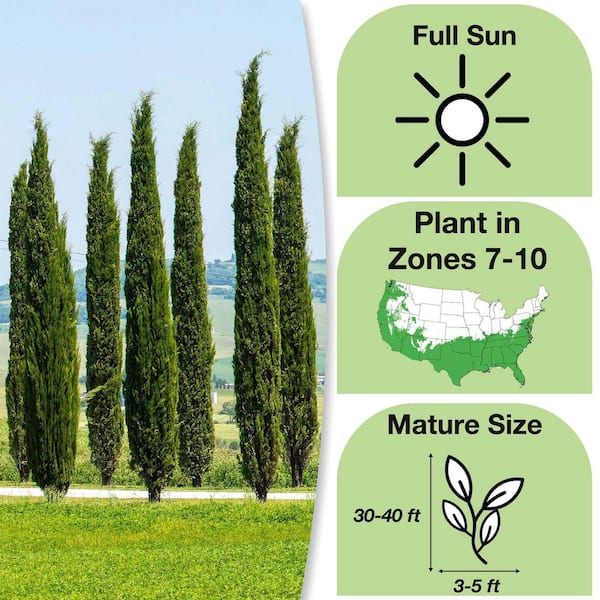 2 ft.- 3 ft. Italian Cypress (2-Pack)