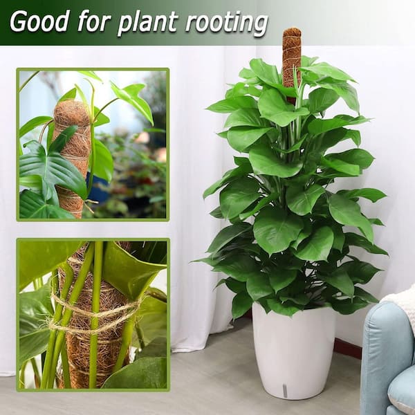 moss stick　sw58 711j1vnDsBL._AC_UF350,