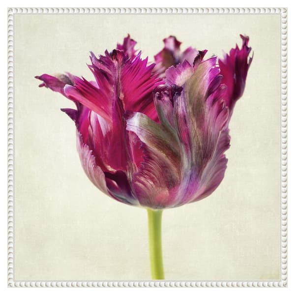 Amanti Art Single Parrot Tulip II by Dianne Pinsky 22 in. W x 22 in. H Canvas Wall Art Print Framed in White