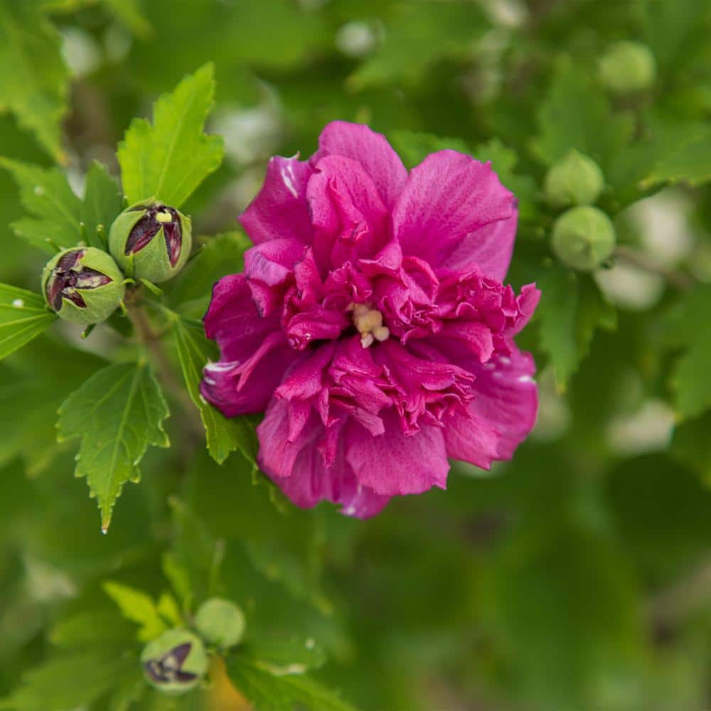 First Editions 2 Gallon Red Double Flower Hibiscus