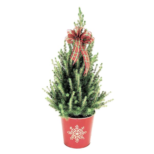 Unbranded 10 in. Holiday Dwarf Alberta Spruce Live Shrub in Red Snowflake Pot with Holiday Bow