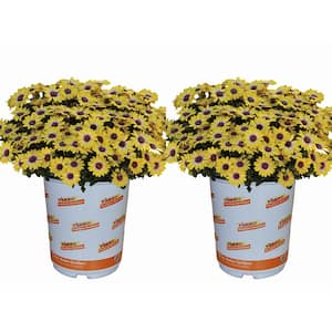 1 Qt. Yellow Osteospermum African Daisy Annual Plant (2-Pack)