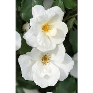 1 Gal. The White Knock Out Rose Bush with White Flowers