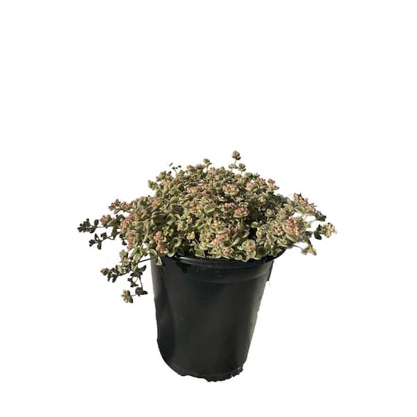 Zeus & Ruta Live Sedum Little Missy in Separate in Pots Pet-Safe (1-Pack)