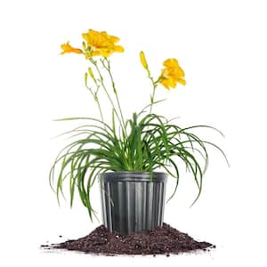 Reblooming Stella D'Oro Daylily Plant in 1 Gal. Grower's Pot