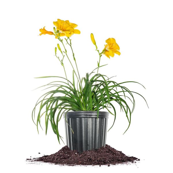 Perfect Plants Reblooming Stella D'Oro Daylily Plant in 1 Gal. Grower's Pot