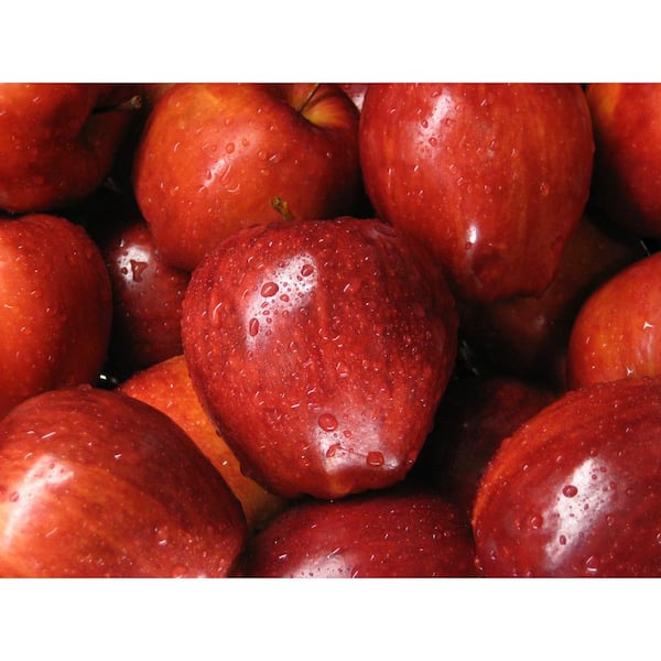 Online Orchards Dwarf Red Delicious Apple Tree Bare Root