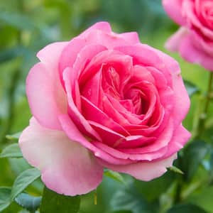 All Dressed Up Grandiflora Rose, Dormant Bare Root Plant with Pink Flowers (1-Pack)