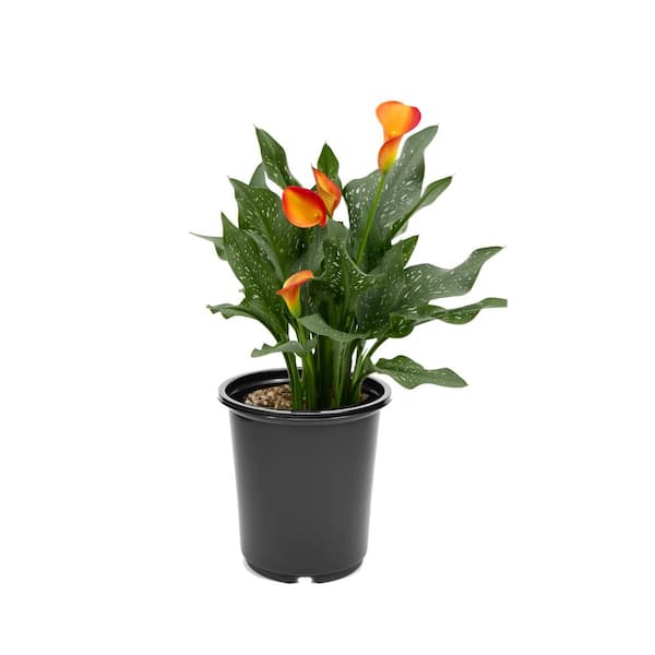 Unbranded 2.5 Qt. Perennial Calla Lily Orange (1-Pack)