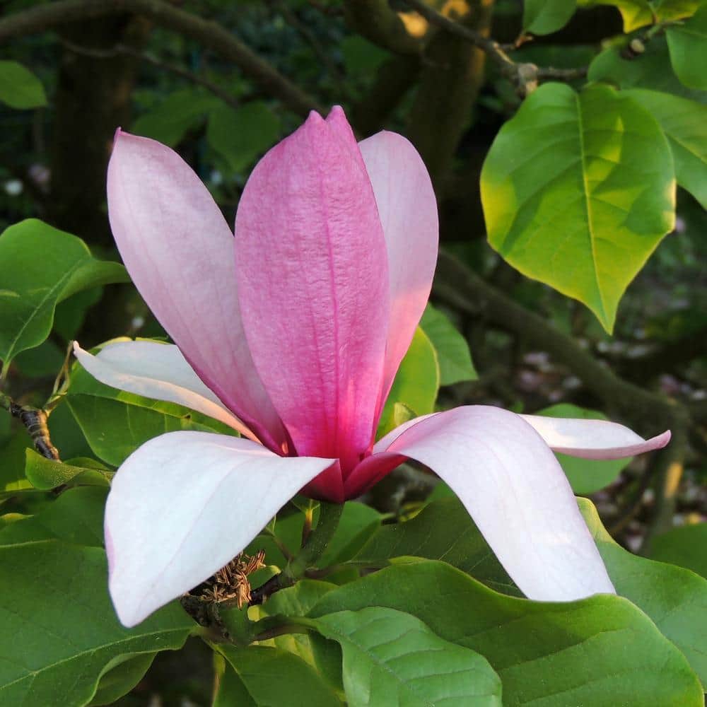 2-Gallon Potted Galaxy Magnolia Tree with Dark Red Flowers