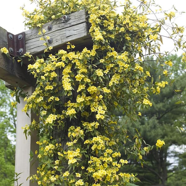 national PLANT NETWORK 2.5 Qt. Carolina Jessamine Yellow Bloom Plant