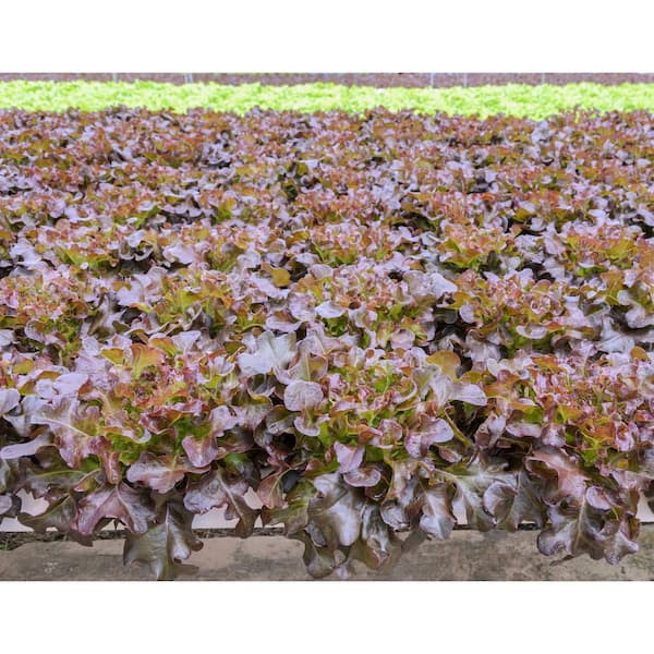 Organic Red Oak Leaf Salad Bowl Lettuce Seed