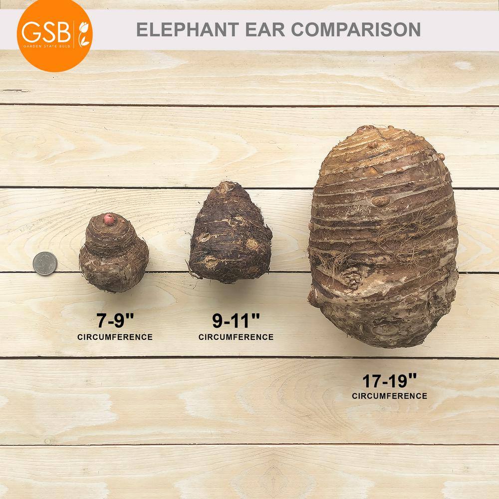 Black Magic Elephant Ear Bulbs with Purplish-Black Heart-Shaped Leaves