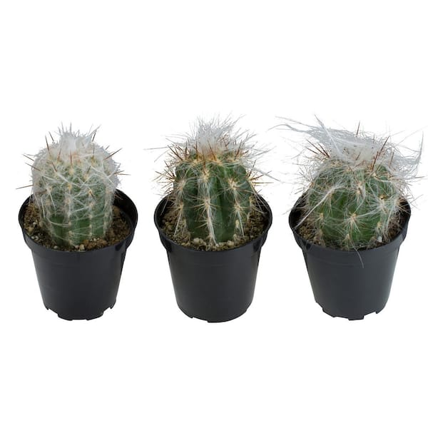 ALTMAN PLANTS 3.5 in. Assorted Old Man Cactus (3-Pack)