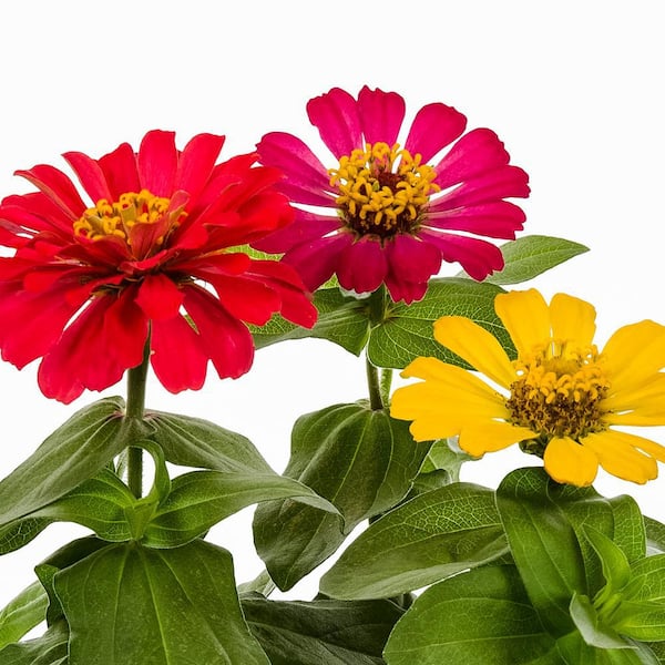 3 qt. Zinnia Red, Pink, Yellow Mix Annual Plant (2-Pack)