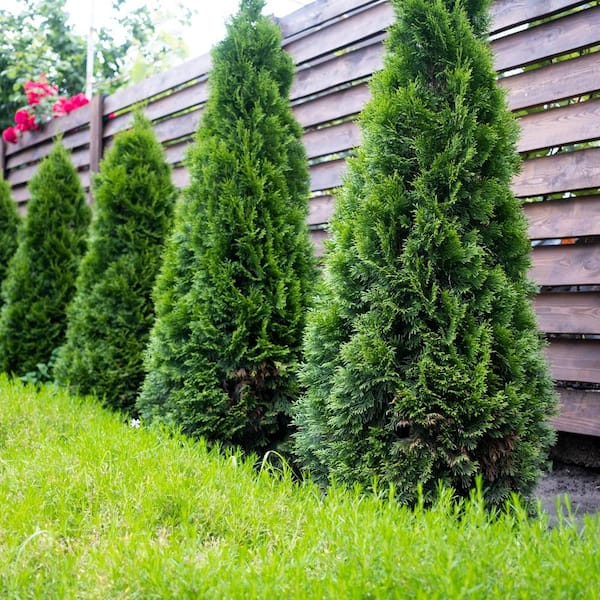 national PLANT NETWORK 1 gal. Thuja Sugar and Spice Shrub