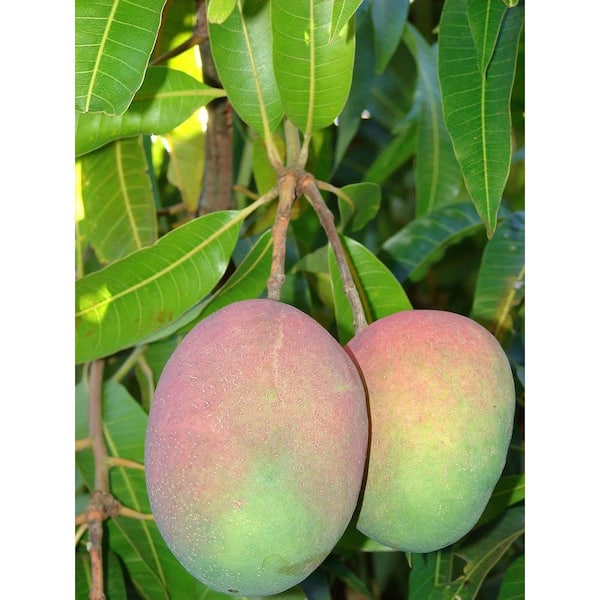 Wekiva Foliage Mango Tree-Live Fruit Tree in a 3 Gal. Pot-Mangifera Indica 'Jahangar'-Tropical Edible Fruit Bearing Tree