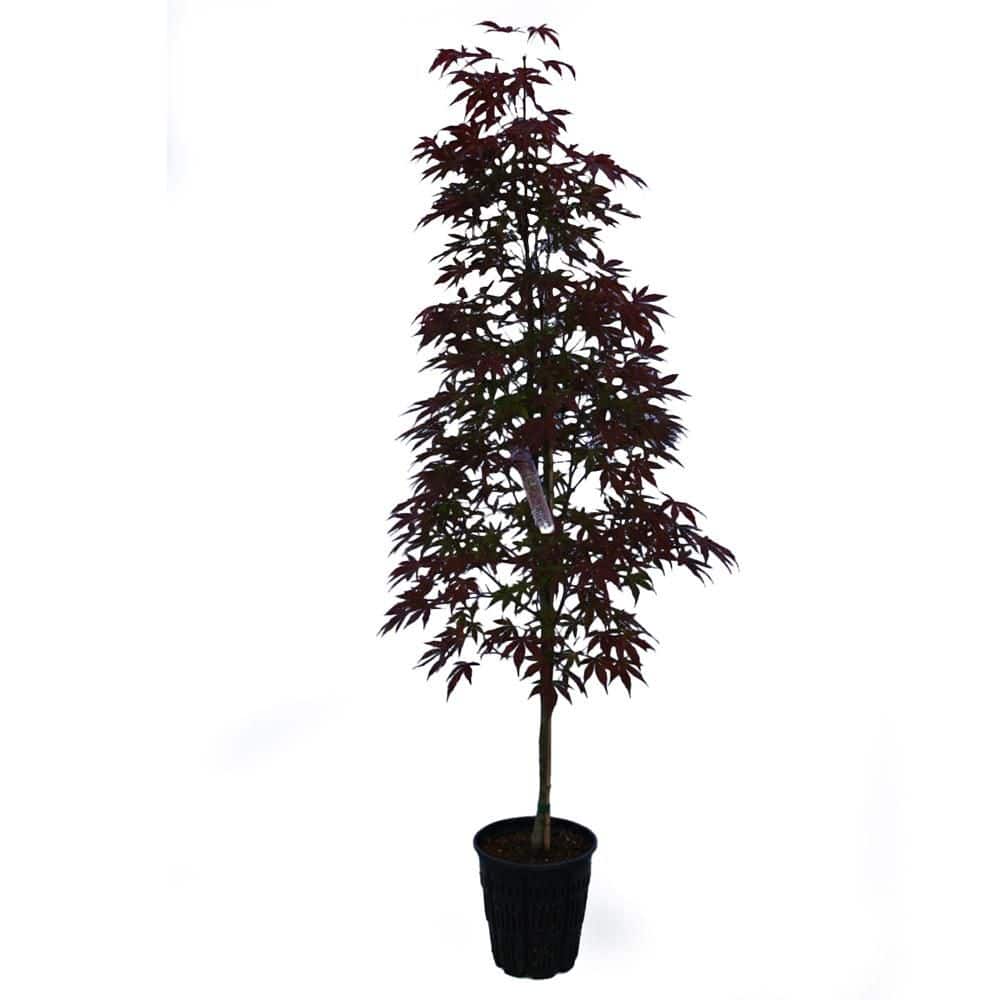 その他 red tree 1 gal. Twombly's Red Sentinel Deciduous Columnar Japanese Maple