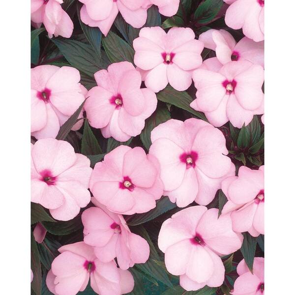 PROVEN WINNERS Infinity Pink (New Guinea Impatiens) Live Plant, Pink Flowers, 4.25 in. Grande