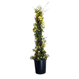 #5 container Yellow Flowering Carolina Jasmine Perennial Vine Plant With Stake