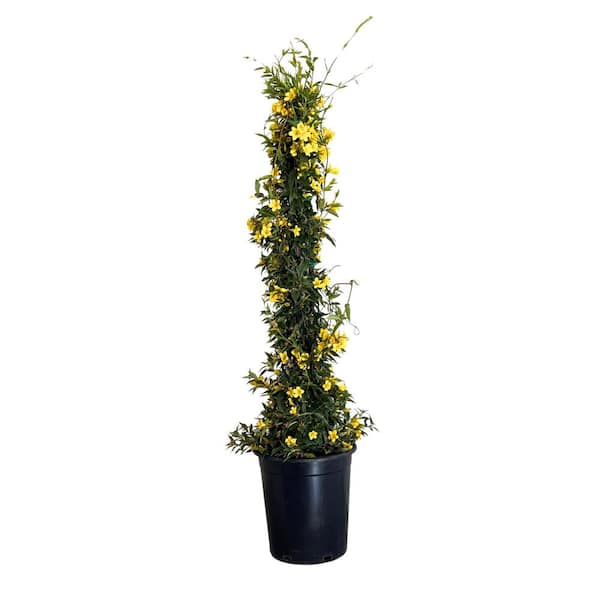 Alder & Oak #5 container Yellow Flowering Carolina Jasmine Perennial Vine Plant With Stake
