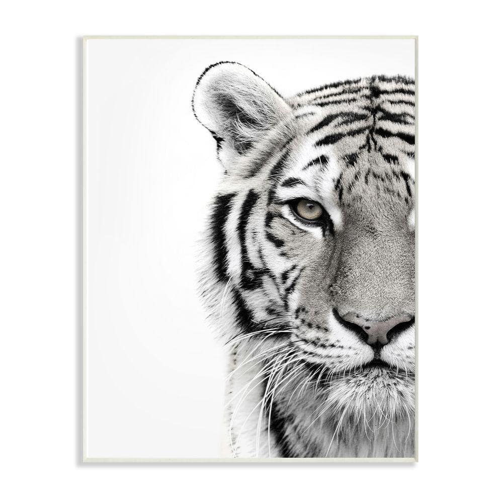 Stupell Industries 10 in. x 15 in. ""White Tiger Close Up Black and White Photography"" by Design Fabrikken Wood Wall Art, Multi-Colored -  aap293wd10x15