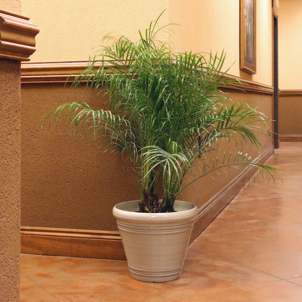 2 Gal. Robellini Palm Tree